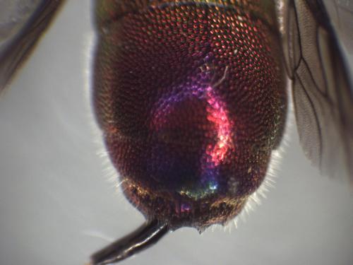Réf. 330 769 : Chrysis comparata